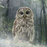 Load image into Gallery viewer, Marble Coaster - Forest Owl
